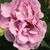 Roza - vijolična - Vrtnice Floribunda - Terra Limburgia